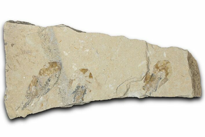 Three Cretaceous Fossil Shrimp - Lebanon #349683